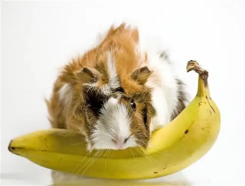 Guinea Pig makan pisang