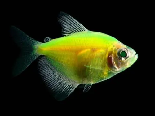 5 отличных соседей по аквариуму для Glofish Tetras (Руководство по совместимости 2023)