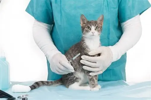 Vaccin contre le FeLV pour les chats : tout ce que vous devez savoir (réponse du vétérinaire)