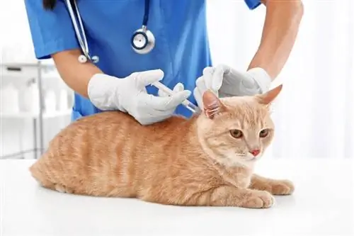 veterinär vaccinerande katt