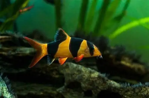 clown loach