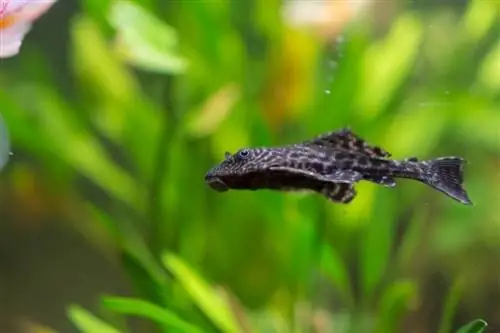 Pleco badut