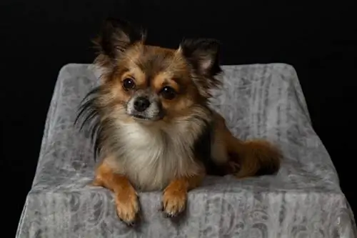 chihuahua lông dài ngồi trên ghế sofa