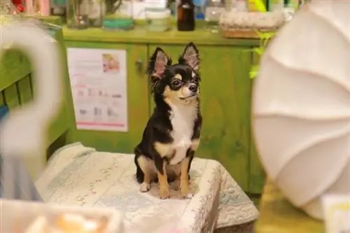 chihuahua trong một phòng khám thú y