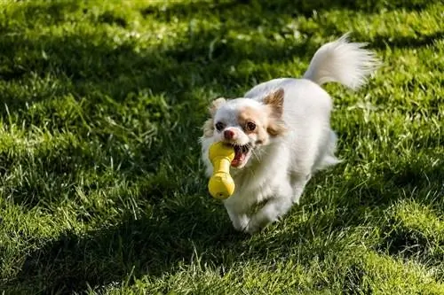 Chihuahua alb cu păr lung jucând o jucărie în aer liber