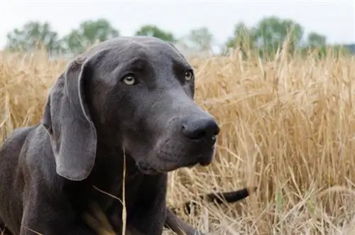 Weimaraner Rottweiler Mix (Weimarrott): teave, pildid, omadused & faktid