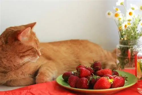 chat avec fleur et fraises