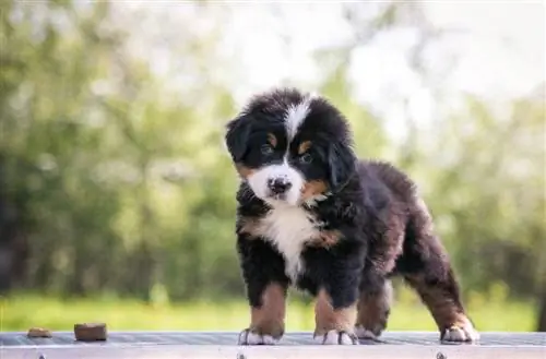 Berner Sennenhundwelpe