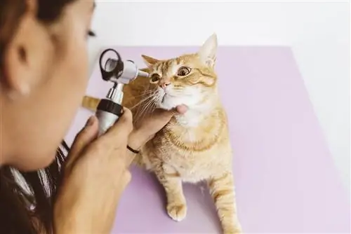 veterinario revisando los ojos del gato