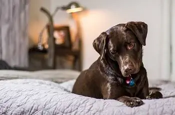 10 mejores almohadillas térmicas para perros en 2023 – Reseñas & Las mejores selecciones