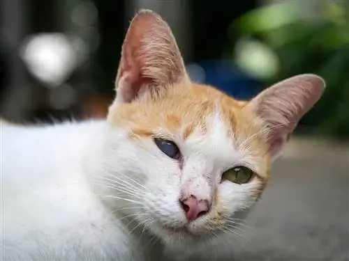 Bagaimana Mengenalinya jika Kucing Anda Buta? Apa yang perlu Anda ketahui