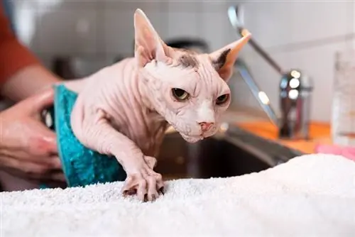 haarloze sphynxkat die een gewassen bad krijgt