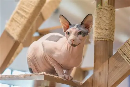 Gaano Kasama ang Amoy ng Sphynx Cats? 6 Mga Potensyal na Sanhi & FAQ