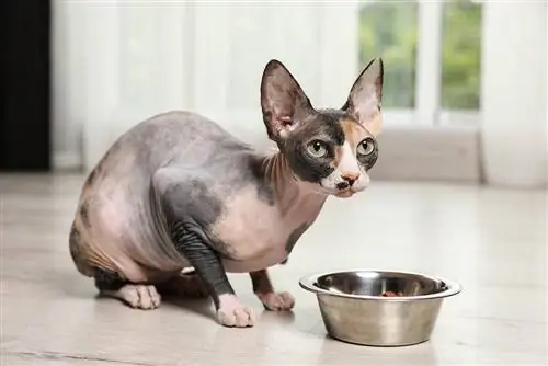 sphynx eten