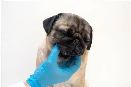 mops-hund-med-røde-betente-sår_Yekatseryna-Netuk_shutterstock