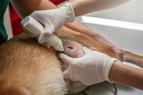 rasage de fourrure de chien vétérinaire près de la plaie