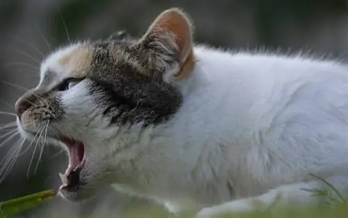 Waarom laten katten hun mond open na het ruiken? 4 redenen voor dit gedrag