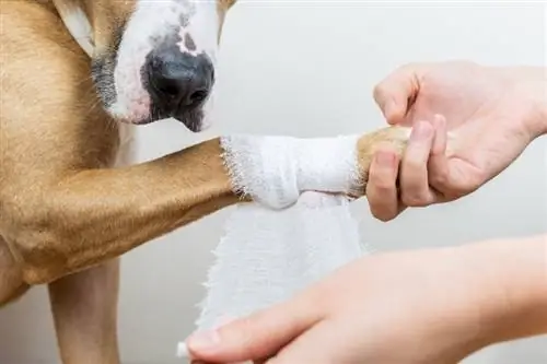 Comment nettoyer une blessure de chien en 8 étapes faciles