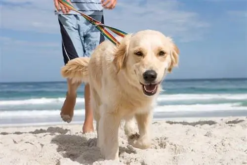 seekor anjing berjalan oleh pemiliknya di pantai