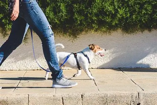 Šunų vedžiotojas žingsniuoja su savo augintiniu už pavadėlio, vaikščiodamas gatvės grindiniu