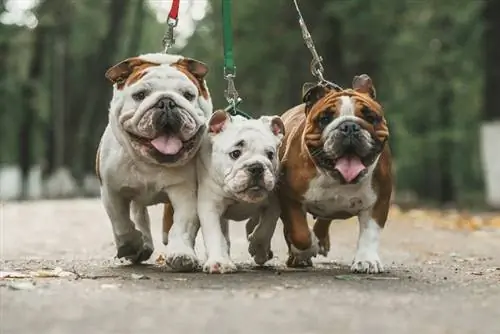 3 bulldogs Kiingereza juu ya leash