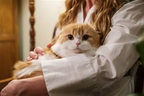 pisică ghemuită cu proprietarul, scottish fold