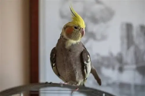 Yuav Qhia Li Cas Cockatiel: 13 Cov Tswv Yim Pom Zoo Vet