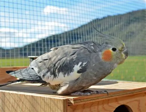 cockatiel sitter på tre