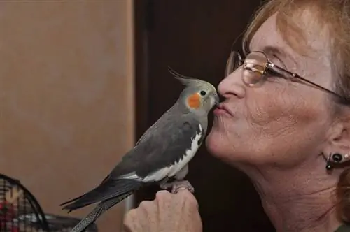 Dame kysser en Cockatiel