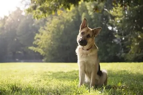 German shepherd taub hau qaij