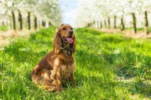 cocker spaniel inglés sobre hierba verde