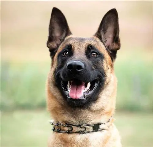 Pastor belga con collar de púas