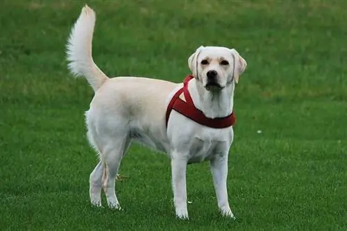 labrador retriever parado en un prado verde