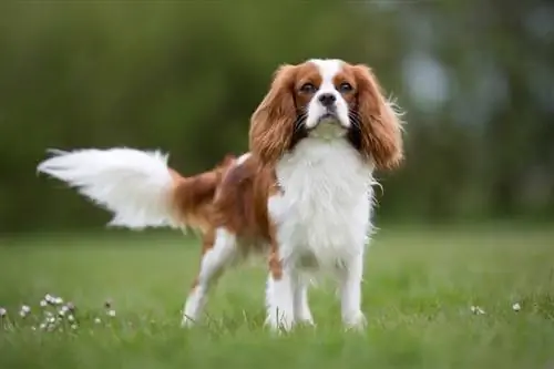 Gos Cavalier King Charles Spaniel de peu sobre l'herba