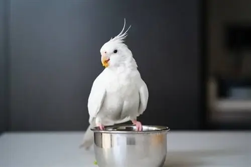 calopsita albina comendo vegetais