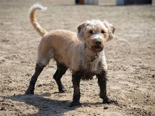 Kekacauan Anjing