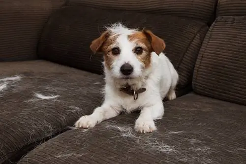 Dog Shedding_shutterstock_smrm1977