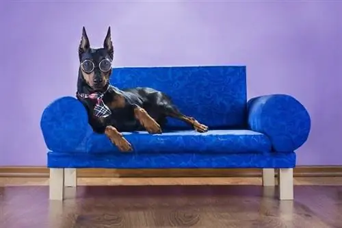 7 Bahan dan Kain Sofa Terbaik untuk Anjing: Pro & Kontra