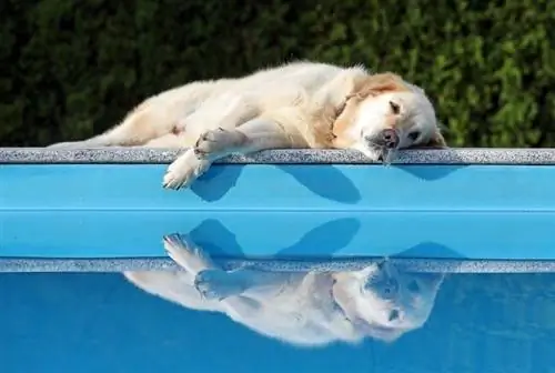 Hund som ligger bredvid Pool_shutterstock_Damir Sencar