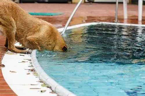 Ulo ng Aso sa Ilalim ng Tubig ng Pool