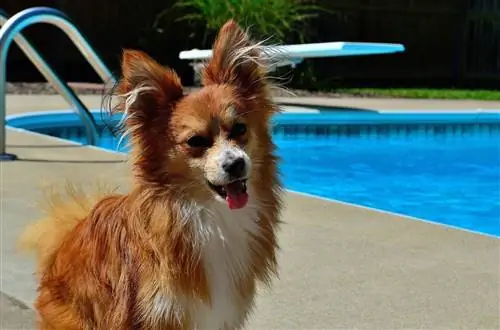 brun hund nära poolen