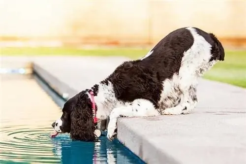 El meu gos va beure aigua de la piscina! Aquí teniu què fer (resposta del veterinari)