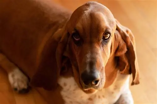 basset hound tan