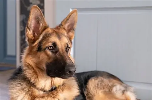 Apa itu Rambut Penjaga pada Anjing? Semua yang Perlu Anda Ketahui