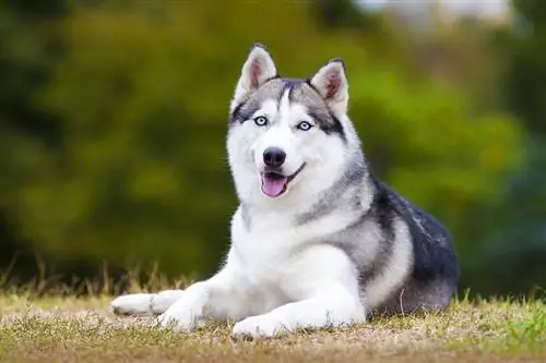 siberiese husky