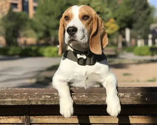 Beagle