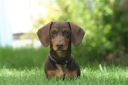 xim av dachshund