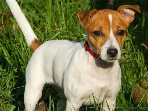 Jack Russell terrier