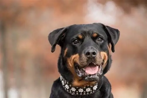 rottweiler ntsej muag