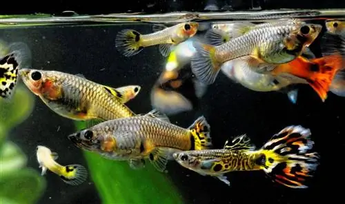 många guppies simmar